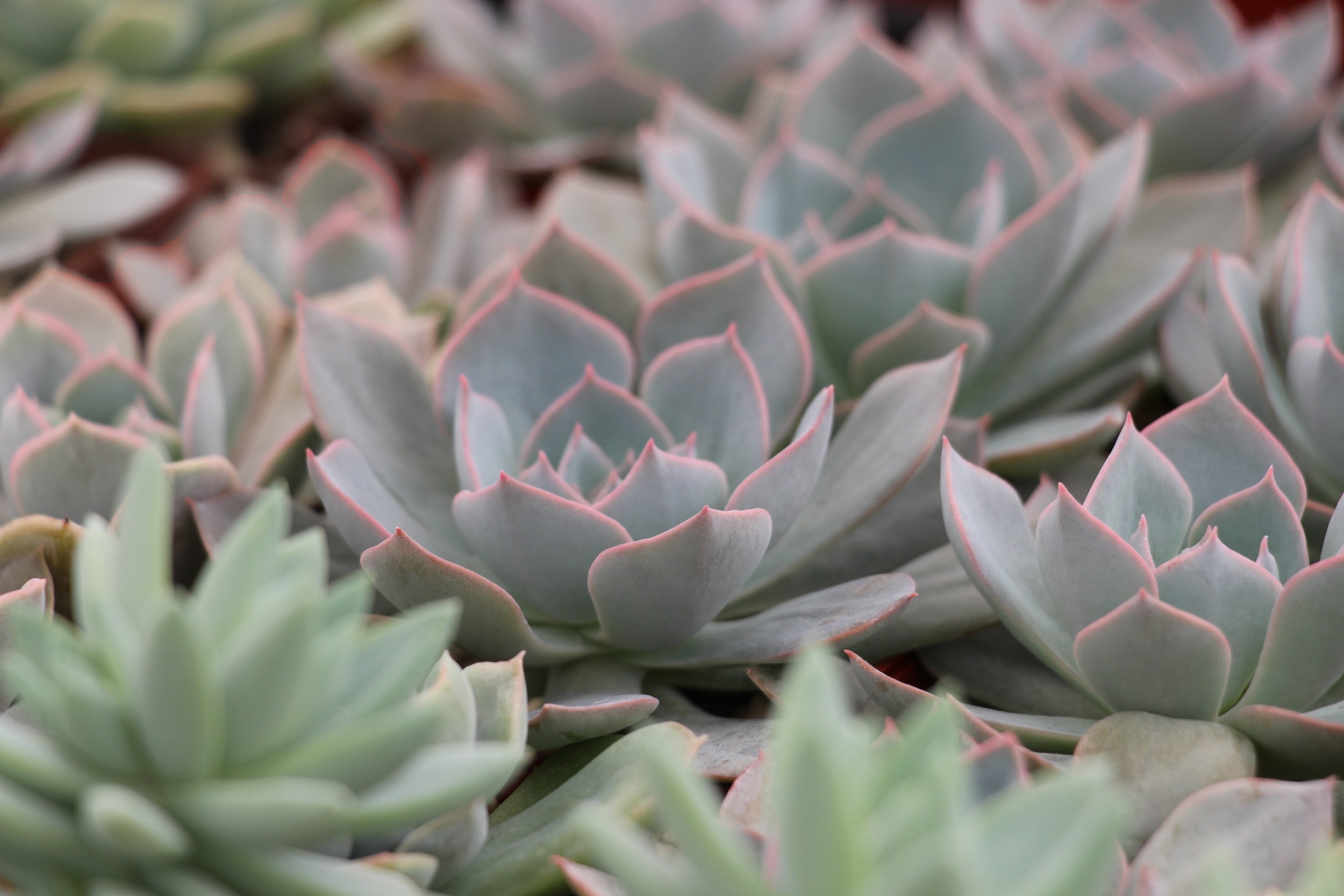 Rancho Vista Nursery in Vista, California. Quality cactus and succulents sold wholesale to the trade and public.